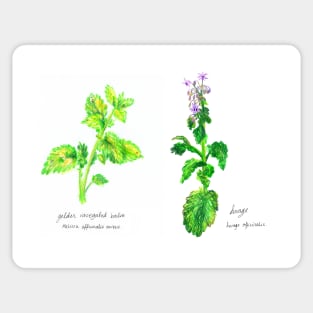 Old Garden Herbs Sticker